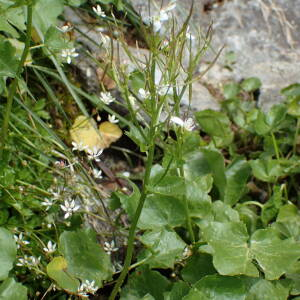 Photographie n°2494140 du taxon Cardamine asarifolia L.