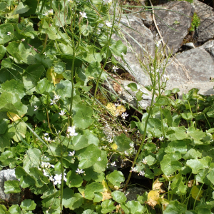 Photographie n°2494142 du taxon Cardamine asarifolia L.