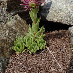 Photographie n°2494147 du taxon Sempervivum montanum L.