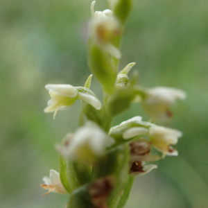 Photographie n°2494149 du taxon Pseudorchis albida subsp. albida 