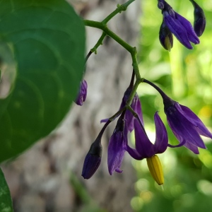 Photographie n°2494199 du taxon Solanum dulcamara L.