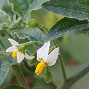 Photographie n°2494200 du taxon Solanum nigrum L.