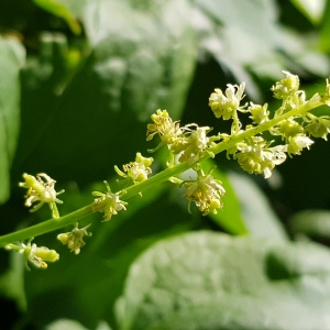 Photographie n°2494202 du taxon Reseda lutea L.