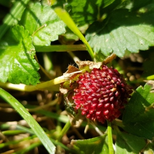 Photographie n°2494208 du taxon Duchesnea indica (Andrews) Focke