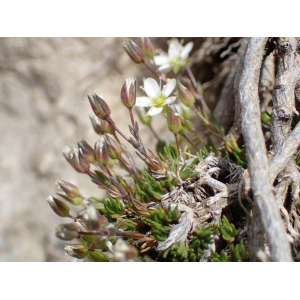 Minuartia laricifolia var. macrocarpa (Kit. ex Ser.) P.Fourn. (Minuartie à feuilles de mélèze)