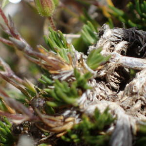 Photographie n°2494218 du taxon Cherleria laricifolia subsp. laricifolia 
