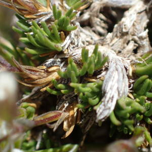  - Cherleria laricifolia subsp. laricifolia 