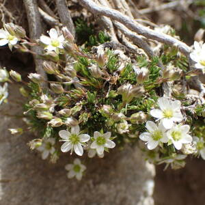  - Cherleria laricifolia subsp. laricifolia  [2017]