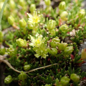 Photographie n°2494249 du taxon Cherleria sedoides L.