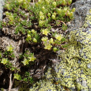 Photographie n°2494250 du taxon Cherleria sedoides L.