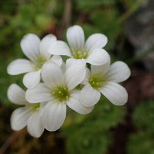 Photographie n°2494254 du taxon Saxifraga pedemontana All.