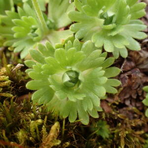 Photographie n°2494255 du taxon Saxifraga pedemontana All.