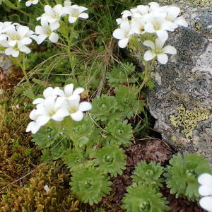  - Saxifraga pedemontana All. [1785]