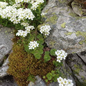  - Saxifraga pedemontana All. [1785]