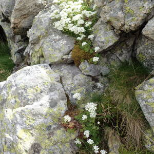  - Saxifraga pedemontana All. [1785]