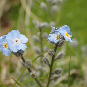 Photographie n°2494259 du taxon Myosotis alpestris F.W.Schmidt