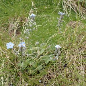 Photographie n°2494262 du taxon Myosotis alpestris F.W.Schmidt