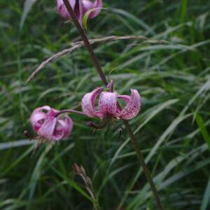 Photographie n°2494277 du taxon Lilium martagon L. [1753]