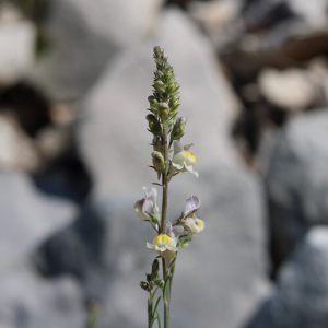 Photographie n°2494282 du taxon Linaria repens (L.) Mill.