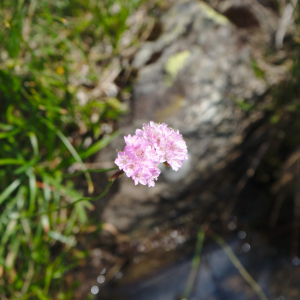 Photographie n°2494297 du taxon Armeria alpina Willd. [1809]