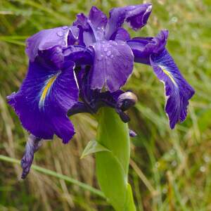 Photographie n°2494298 du taxon Iris latifolia (Mill.) Voss [1895]