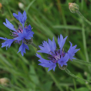 Photographie n°2494311 du taxon Cyanus segetum Hill