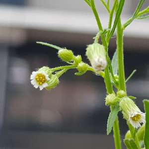 Photographie n°2494332 du taxon Erigeron canadensis L.