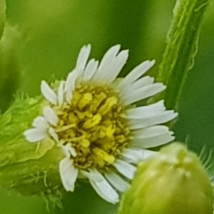 Photographie n°2494333 du taxon Erigeron canadensis L.