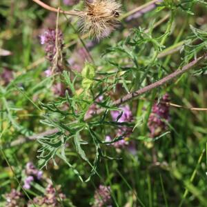 Photographie n°2494348 du taxon Malva moschata L.