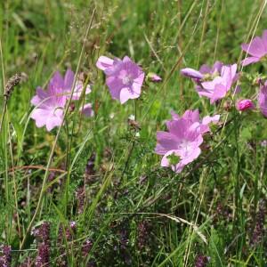 Photographie n°2494349 du taxon Malva moschata L.