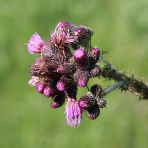 Photographie n°2494368 du taxon Cirsium palustre (L.) Scop.