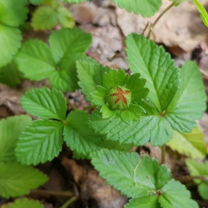 Photographie n°2494376 du taxon Potentilla indica (Andrews) Th.Wolf