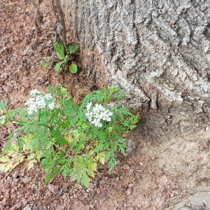 Photographie n°2494378 du taxon Aethusa cynapium L.