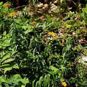 Photographie n°2494398 du taxon Buphthalmum salicifolium L. [1753]