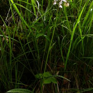 Photographie n°2494401 du taxon Dactylorhiza fuchsii (Druce) Soó [1962]