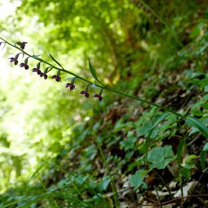 Photographie n°2494403 du taxon Epipactis atrorubens (Hoffm.) Besser [1809]