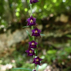 Photographie n°2494404 du taxon Epipactis atrorubens (Hoffm.) Besser [1809]