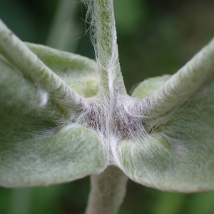 Photographie n°2494437 du taxon Lychnis coronaria (L.) Desr.