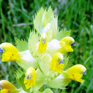 Photographie n°2494442 du taxon Rhinanthus alectorolophus (Scop.) Pollich [1777]