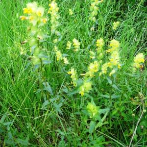 Photographie n°2494444 du taxon Rhinanthus alectorolophus (Scop.) Pollich [1777]