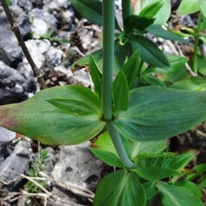 Photographie n°2494455 du taxon Centranthus ruber (L.) DC. [1805]