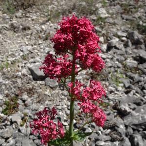 Photographie n°2494457 du taxon Centranthus ruber (L.) DC. [1805]