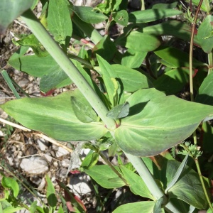 Photographie n°2494461 du taxon Centranthus ruber (L.) DC. [1805]