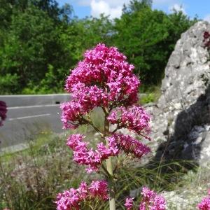 Photographie n°2494462 du taxon Centranthus ruber (L.) DC. [1805]