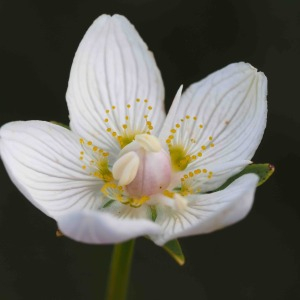 Photographie n°2494486 du taxon Parnassia palustris L. [1753]