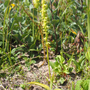 Photographie n°2494488 du taxon Herminium monorchis (L.) R.Br. [1813]