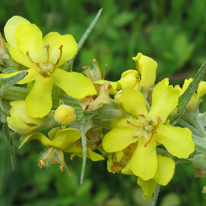 Photographie n°2494526 du taxon Verbascum lychnitis L.