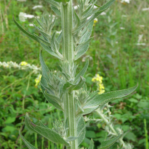 Photographie n°2494527 du taxon Verbascum lychnitis L.