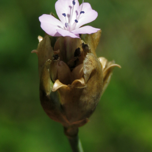 Photographie n°2494539 du taxon Petrorhagia prolifera (L.) P.W.Ball & Heywood