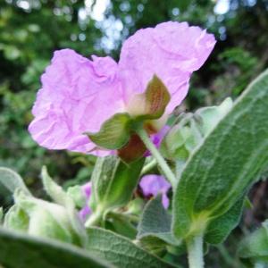 Photographie n°2494597 du taxon Cistus albidus L.